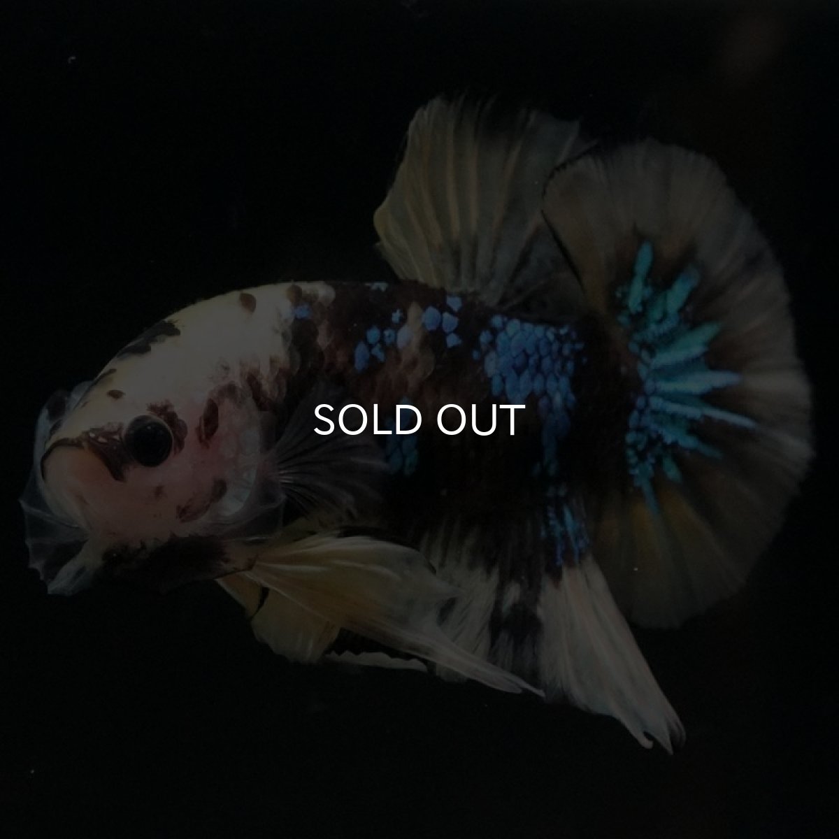 画像8: HMPK イエロータイガー (8)