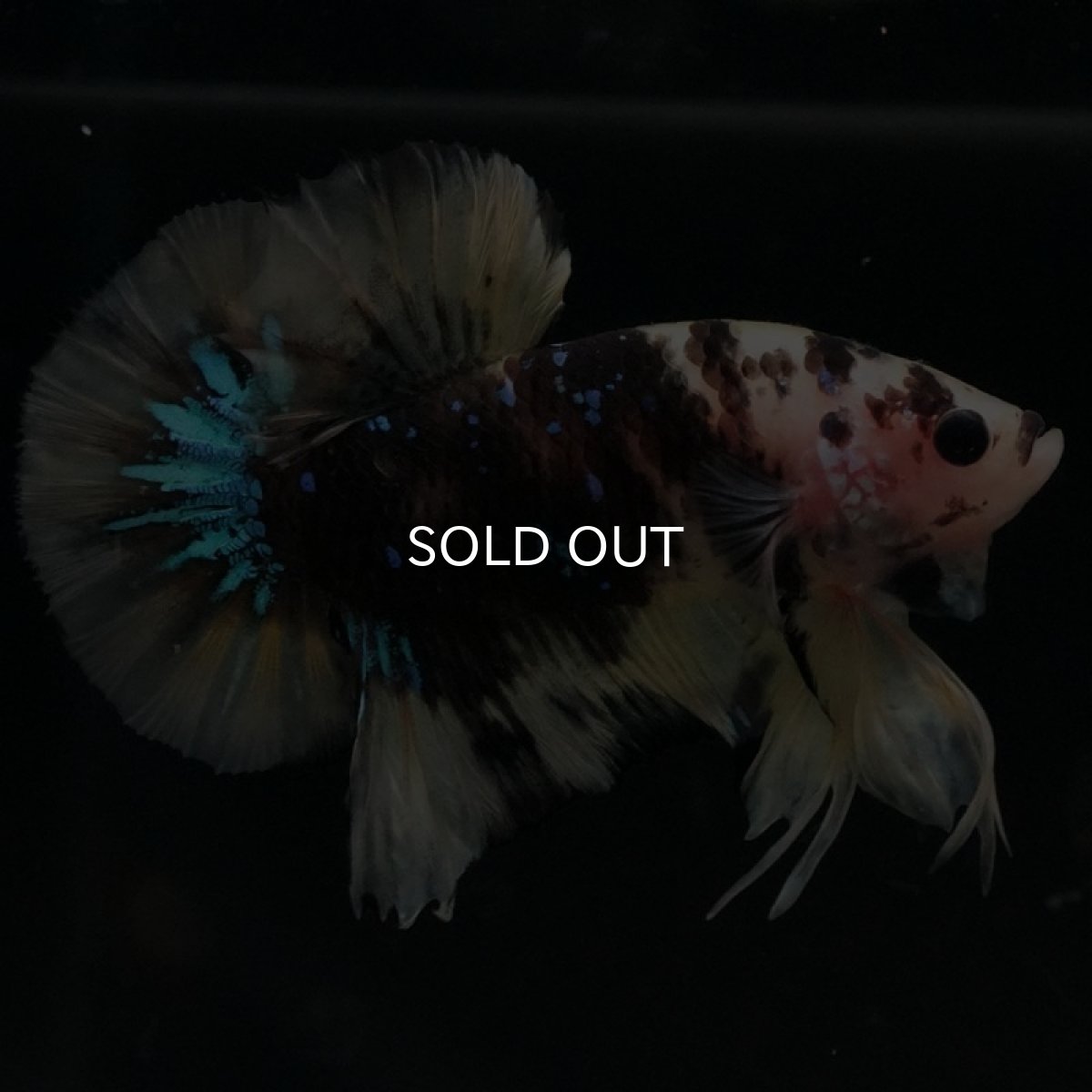 画像9: HMPK イエロータイガー (9)