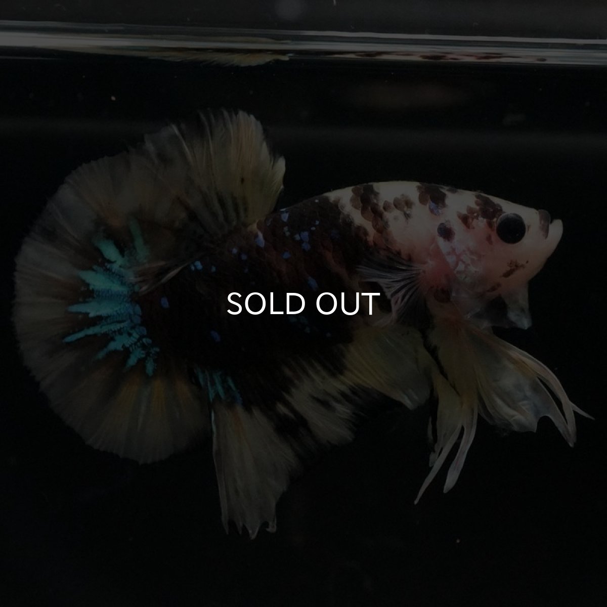 画像7: HMPK イエロータイガー (7)