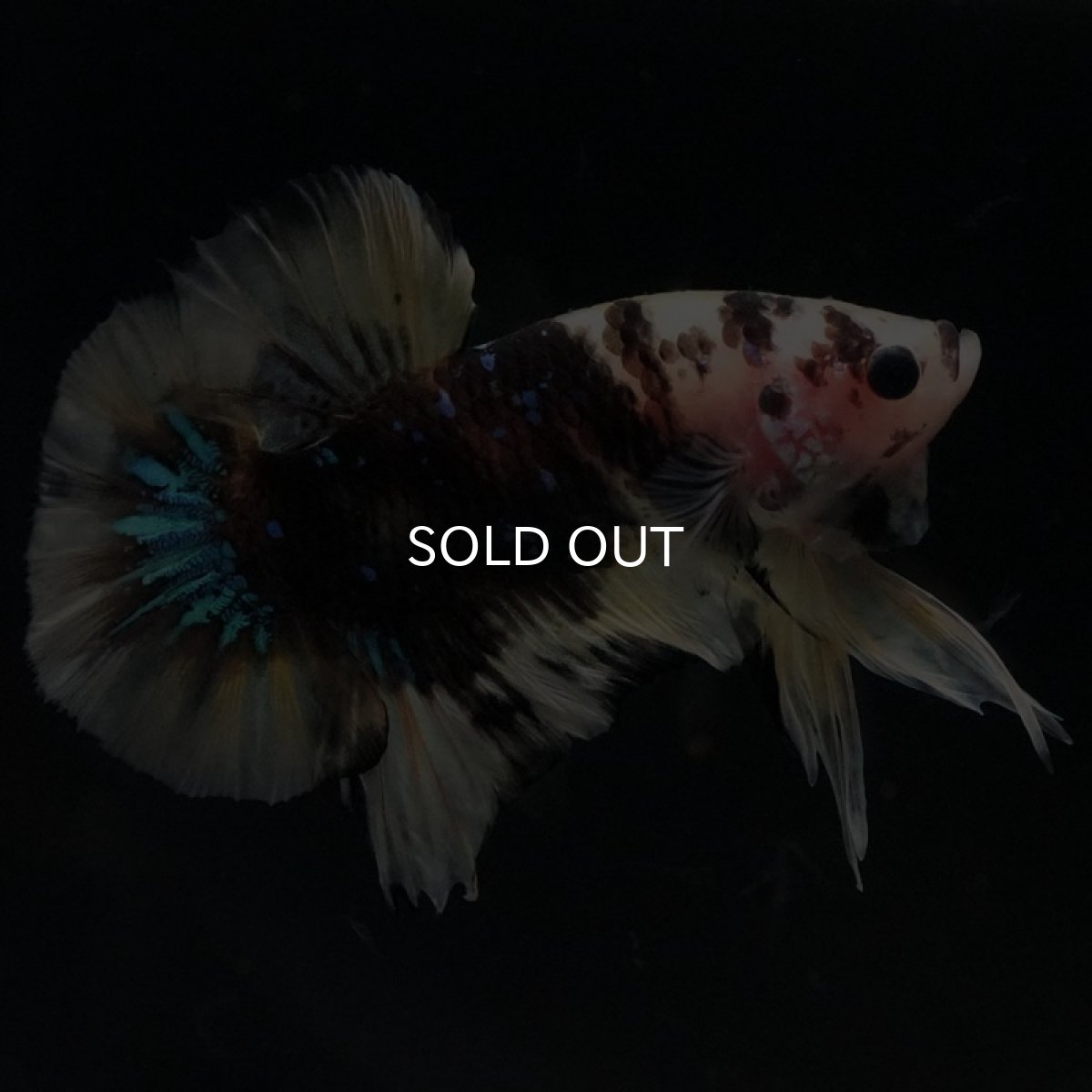 画像3: HMPK イエロータイガー (3)