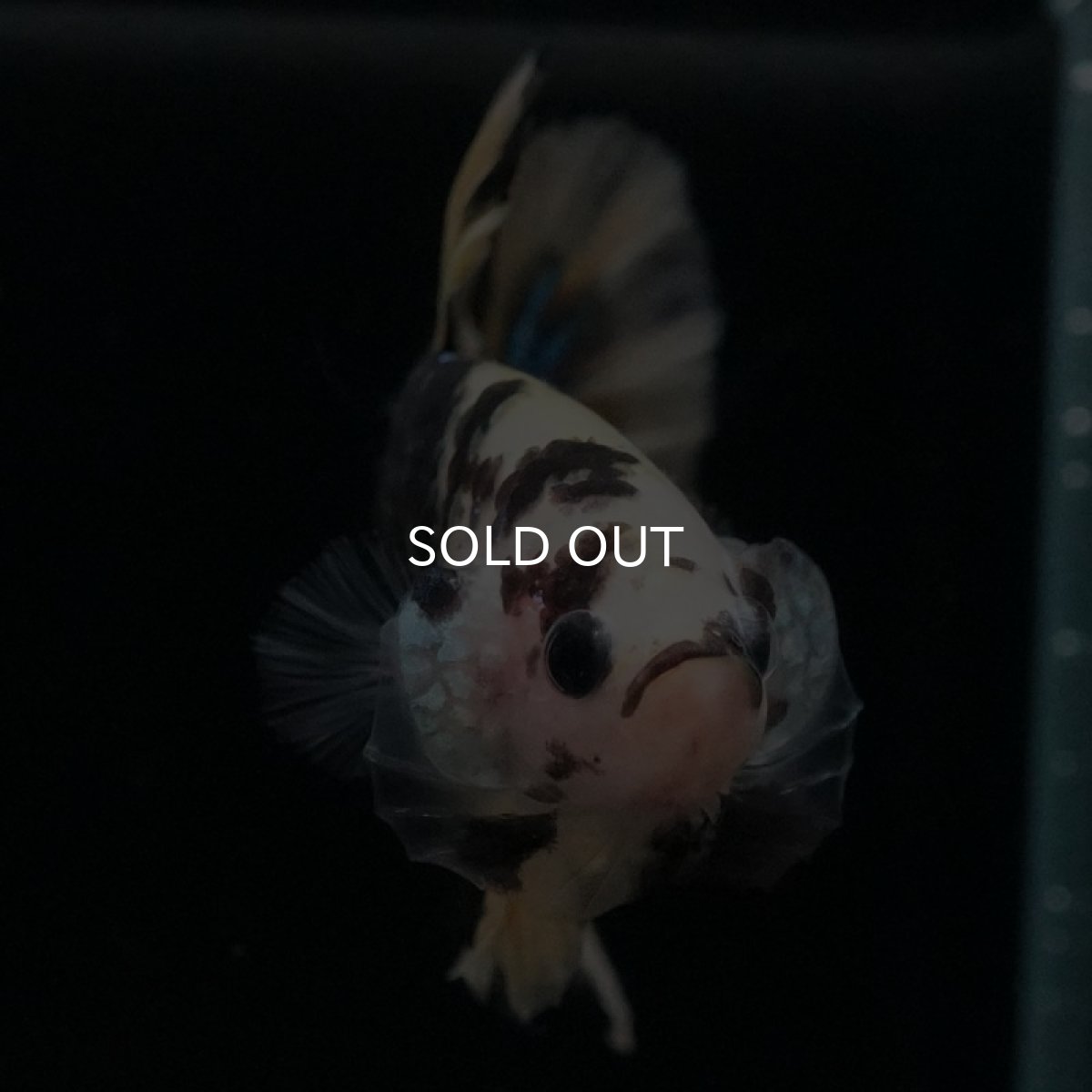 画像6: HMPK イエロータイガー (6)