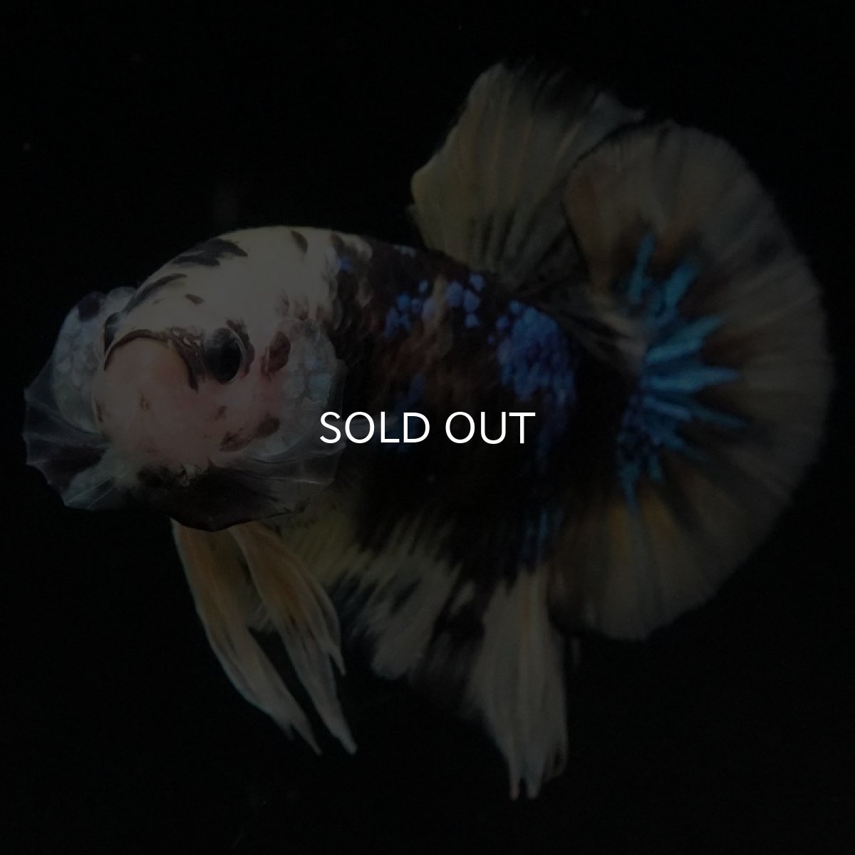 画像5: HMPK イエロータイガー (5)