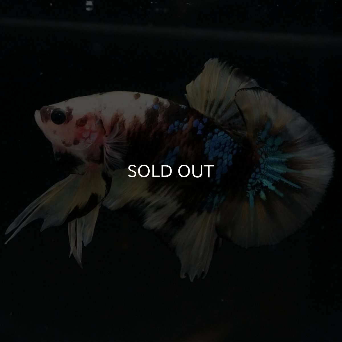 画像4: HMPK イエロータイガー (4)