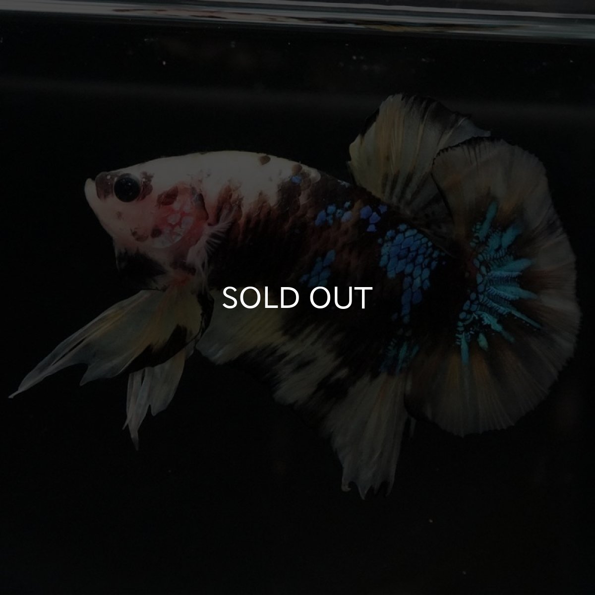 画像2: HMPK イエロータイガー (2)