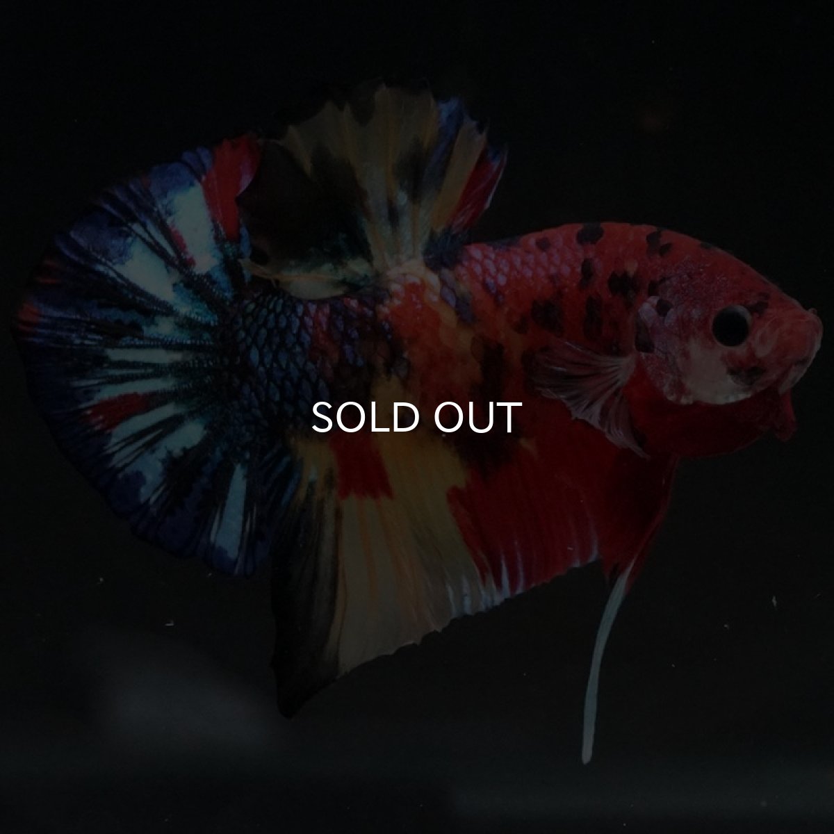 画像9: HMPK　キャンディ (9)