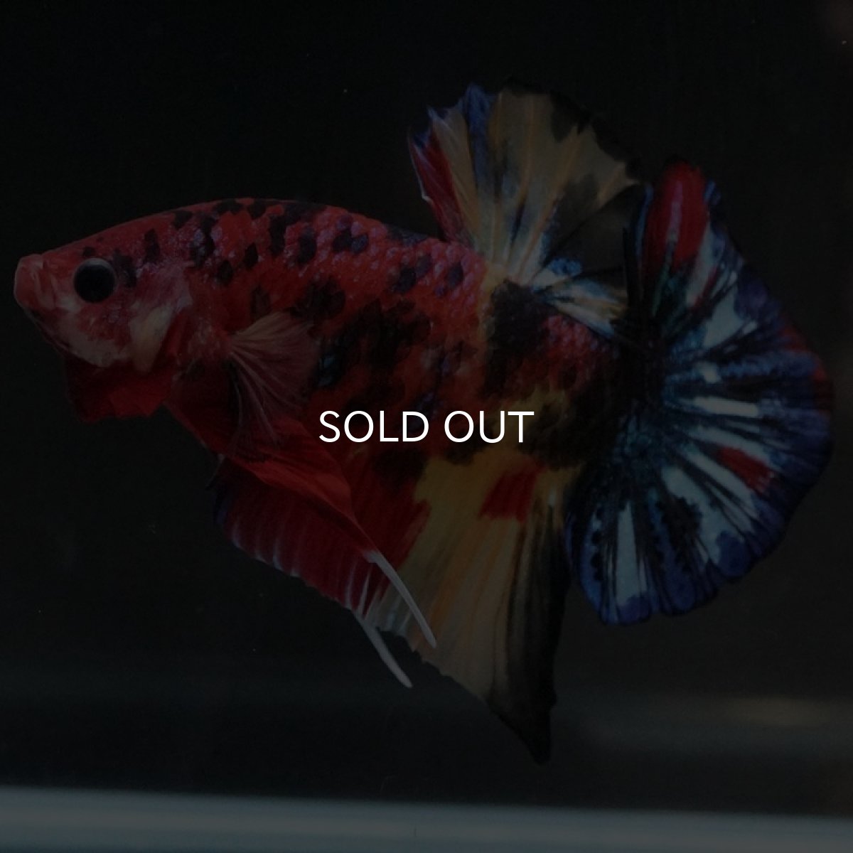 画像8: HMPK　キャンディ (8)