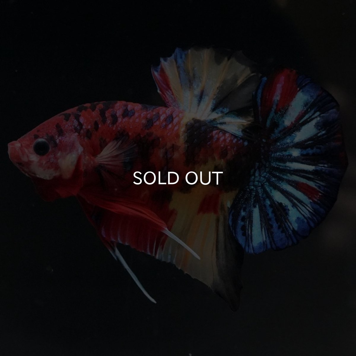 画像2: HMPK　キャンディ (2)