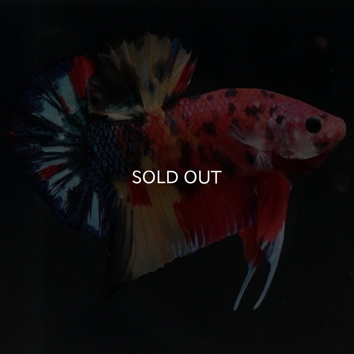 画像3: HMPK　キャンディ (3)