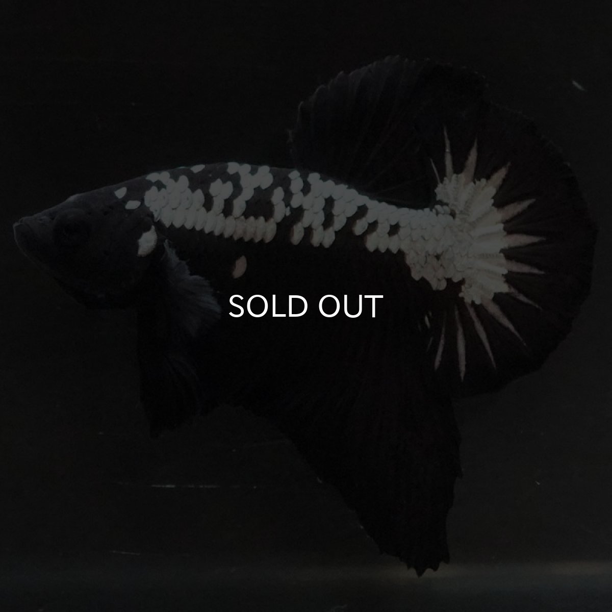 画像6: HMPK　ブラックサムライ (6)