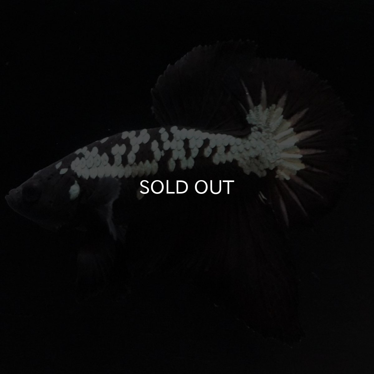 画像4: HMPK　ブラックサムライ (4)