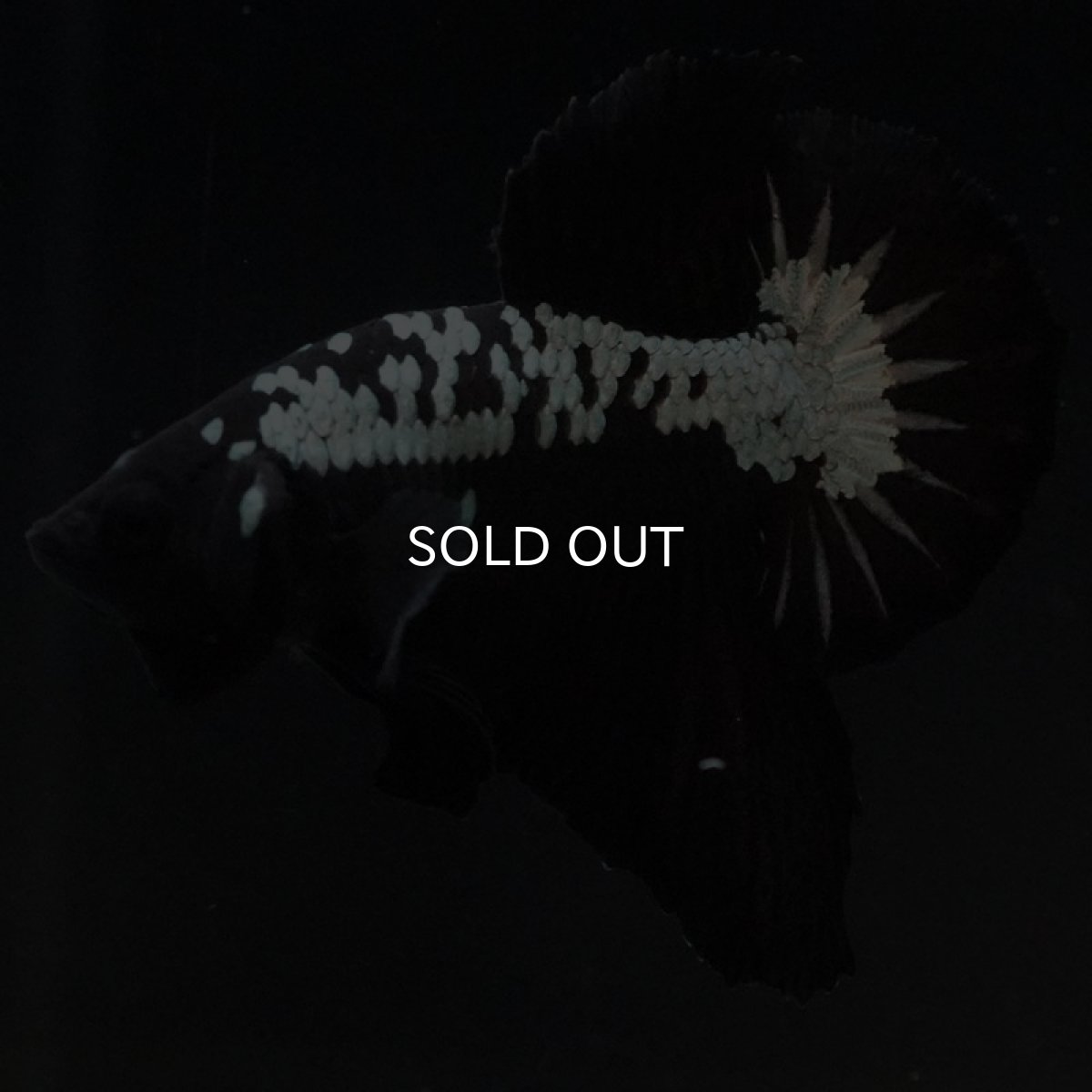 画像3: HMPK　ブラックサムライ (3)