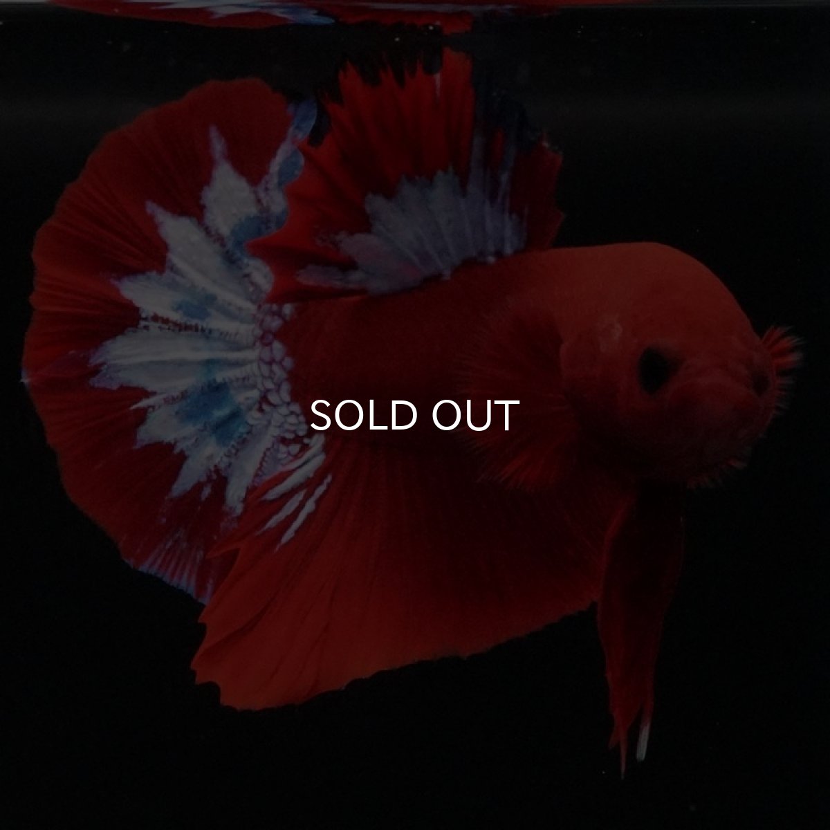 画像3: HMPK ヘルボーイ (3)