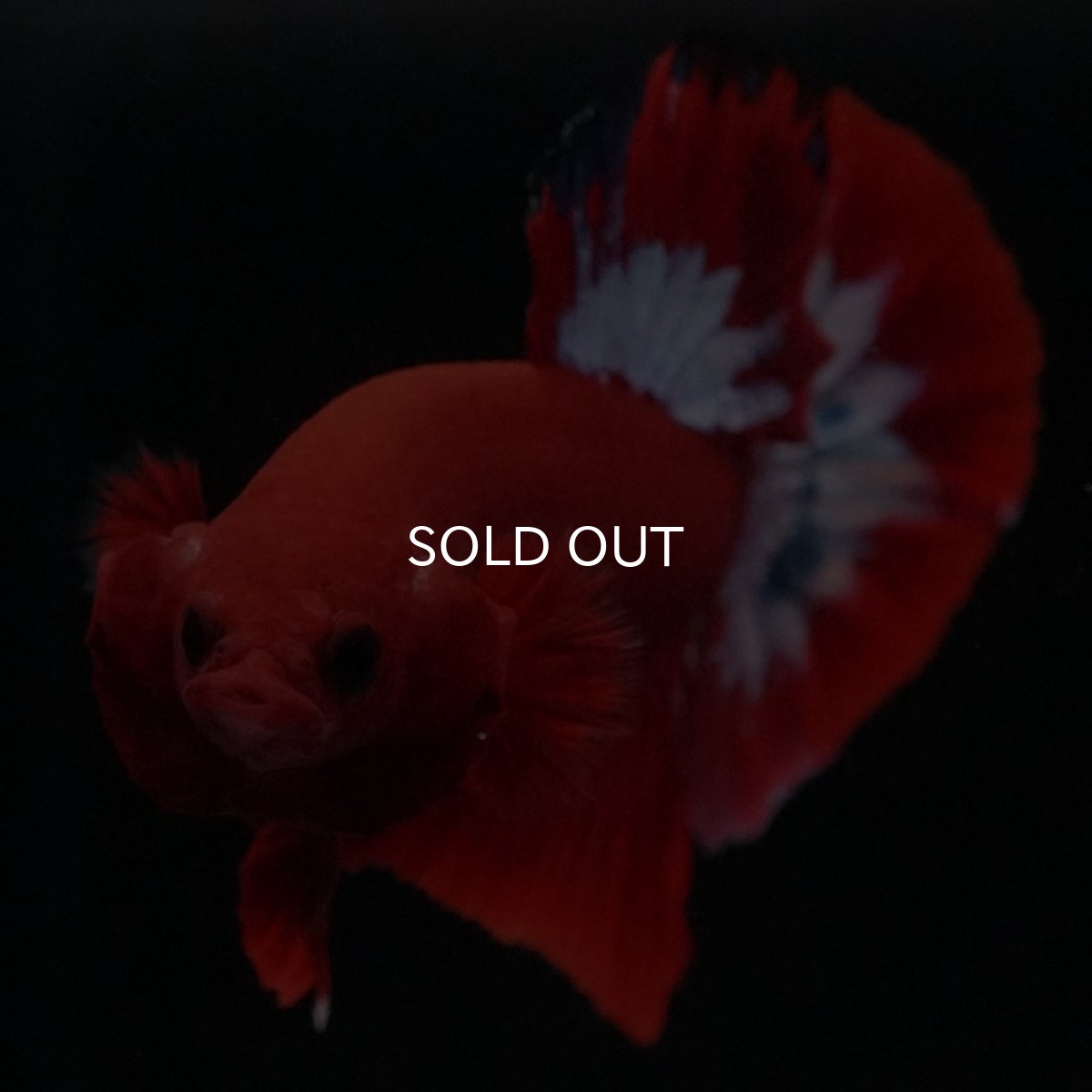 画像9: HMPK ヘルボーイ (9)