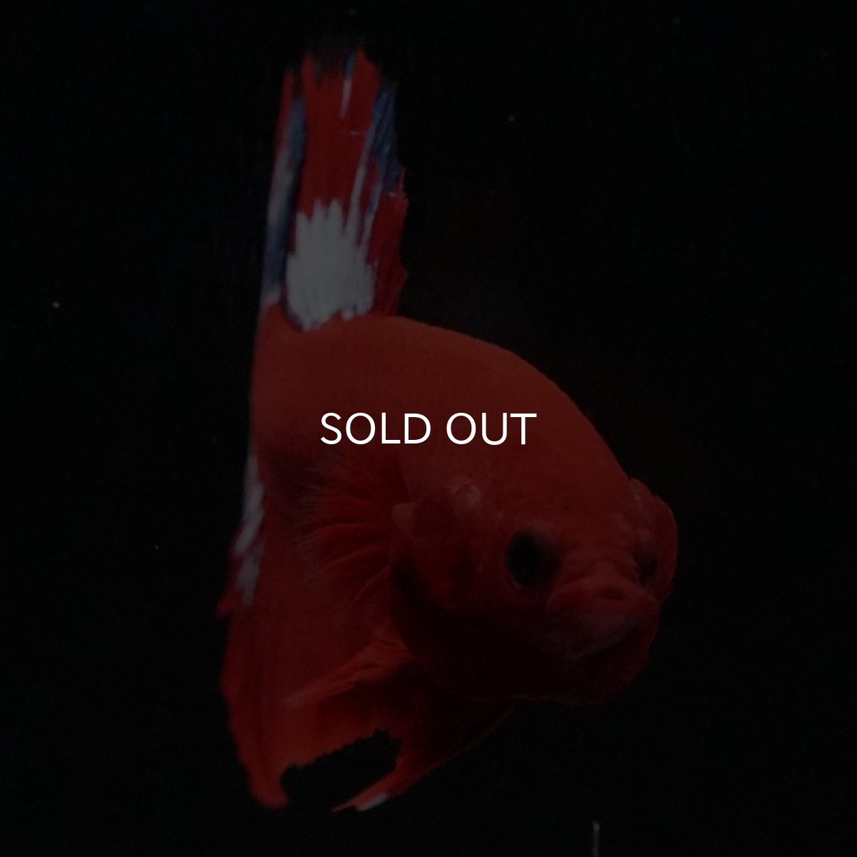 画像6: HMPK ヘルボーイ (6)