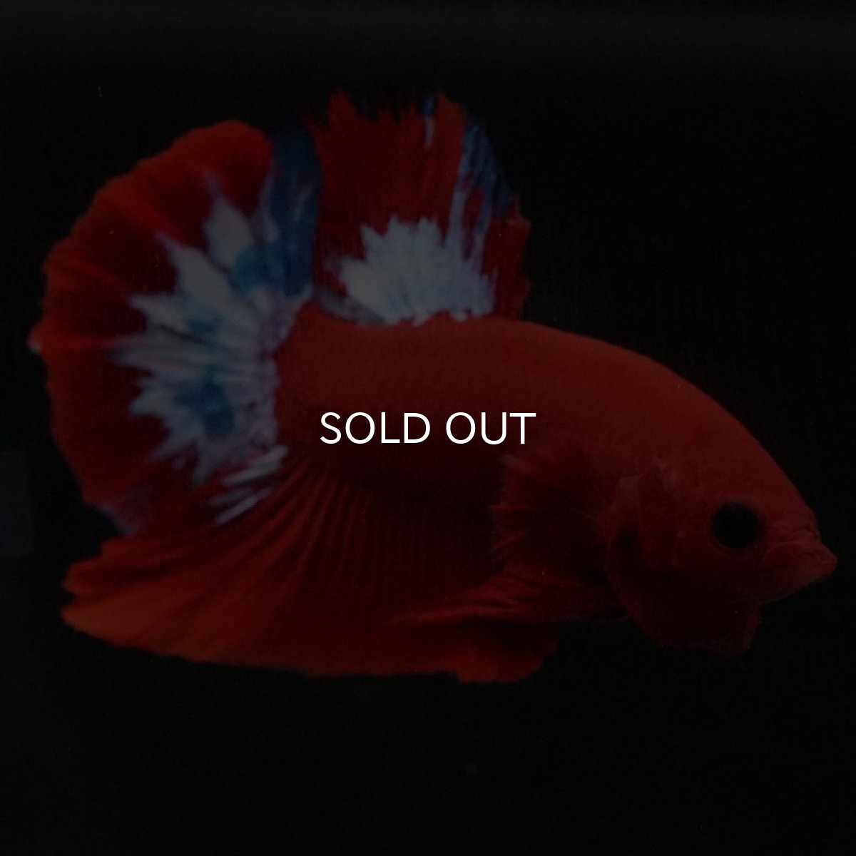 画像10: HMPK ヘルボーイ (10)