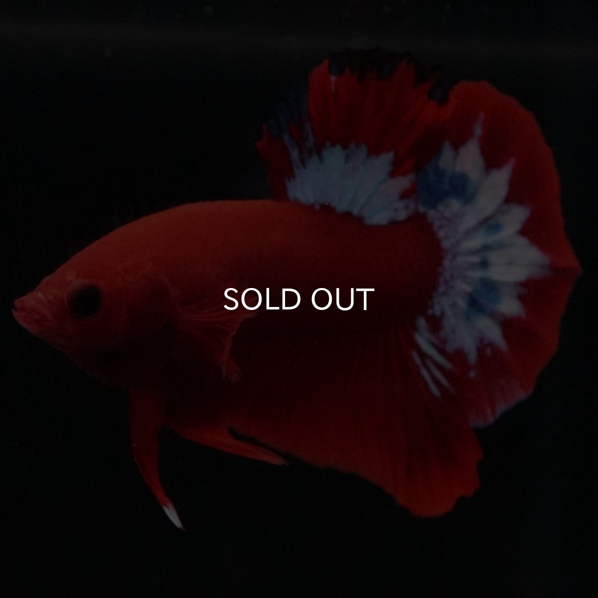 画像2: HMPK ヘルボーイ (2)