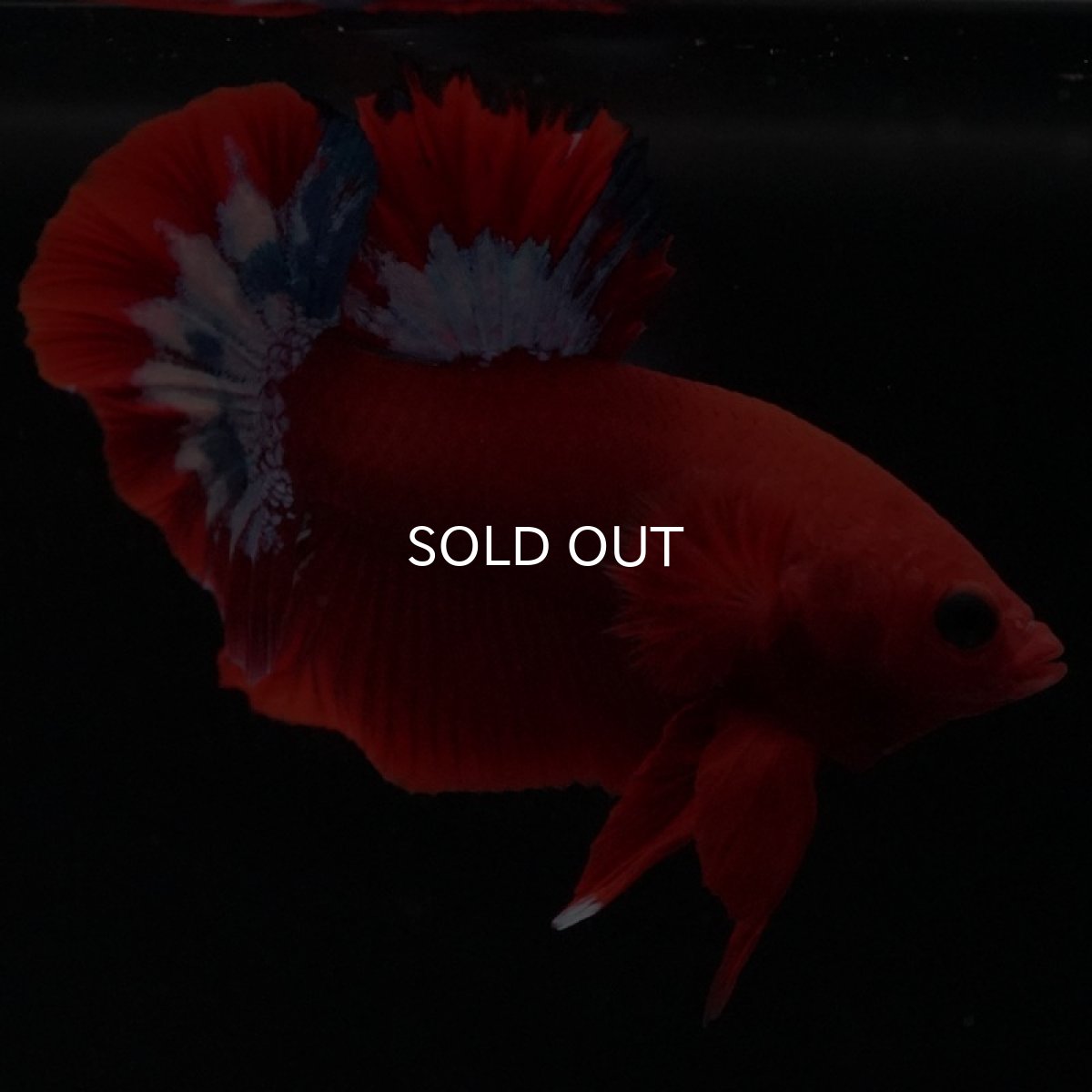 画像8: HMPK ヘルボーイ (8)