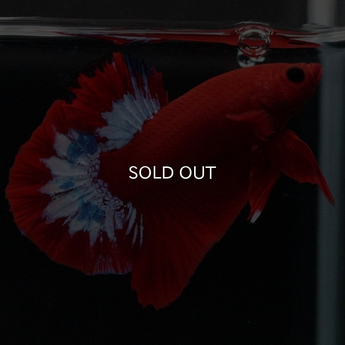 画像7: HMPK ヘルボーイ (7)