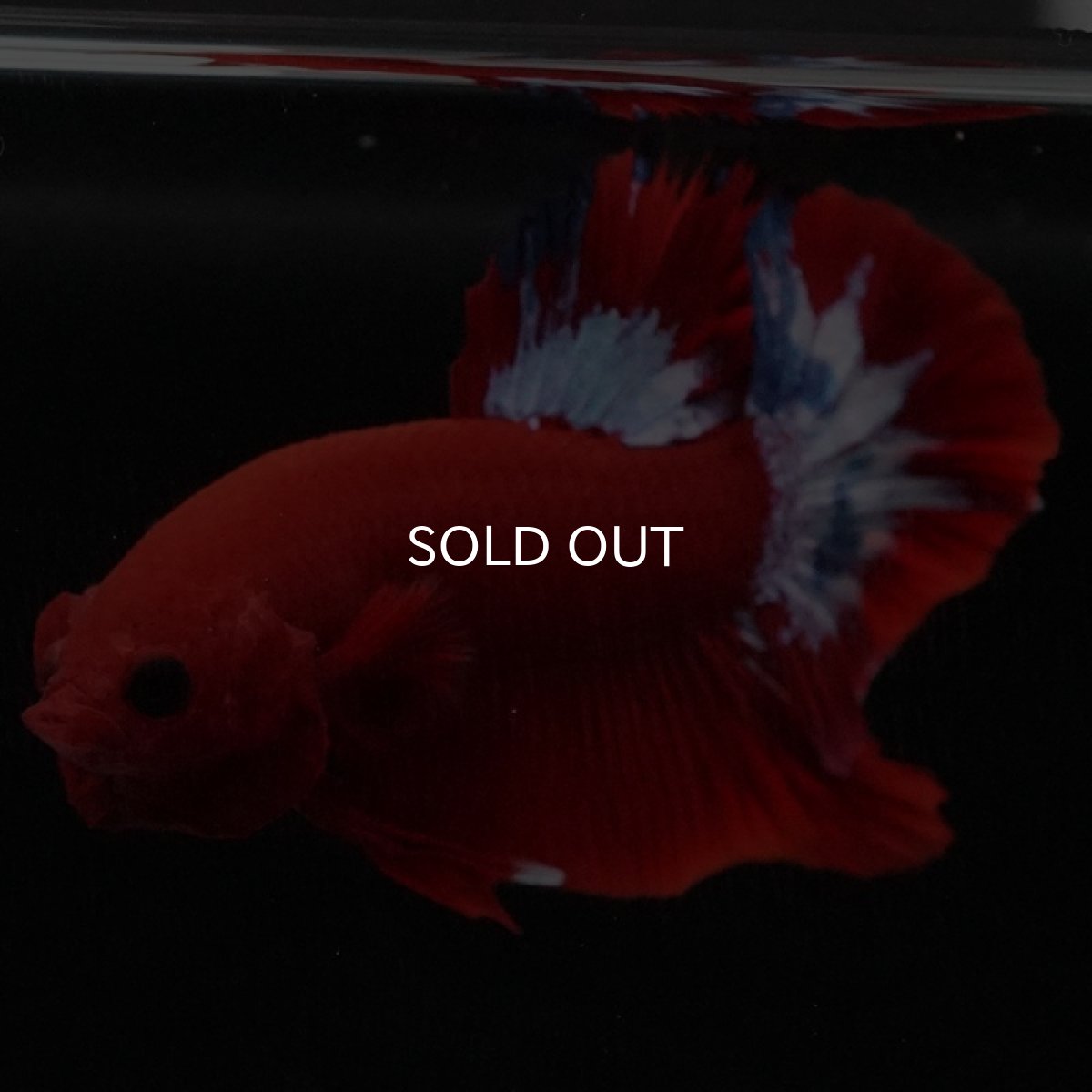 画像4: HMPK ヘルボーイ (4)