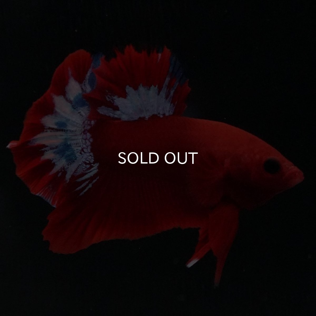 画像5: HMPK ヘルボーイ (5)