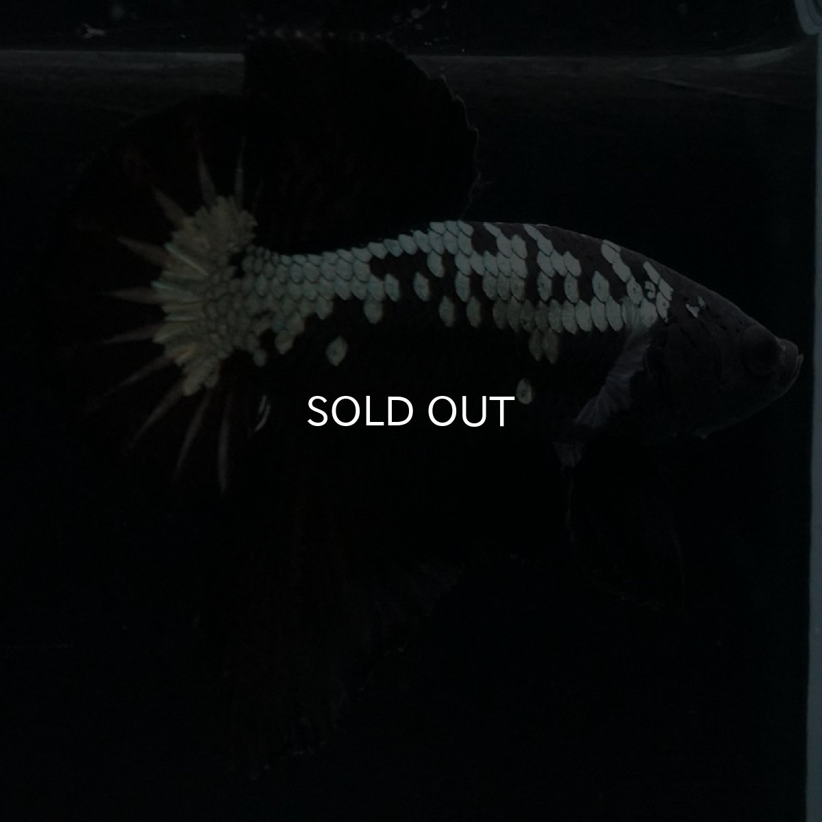 画像8: HMPK　ブラックサムライ (8)