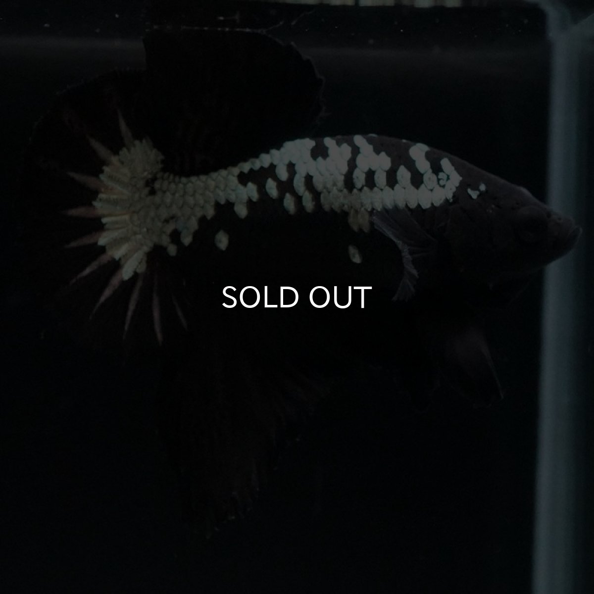 画像5: HMPK　ブラックサムライ (5)