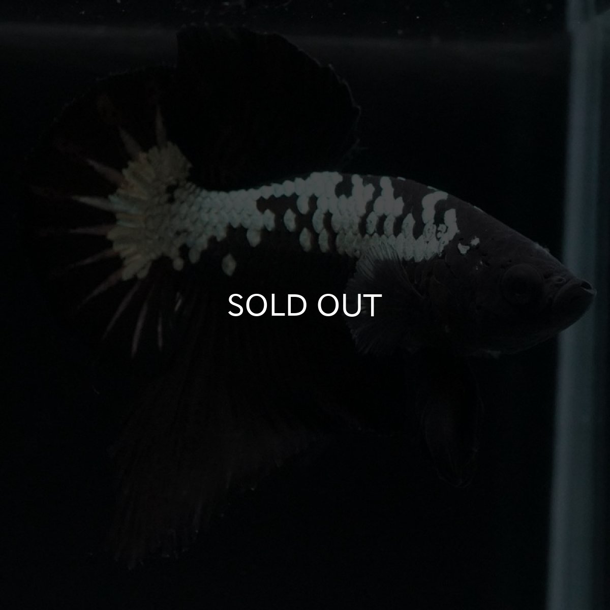 画像2: HMPK　ブラックサムライ (2)