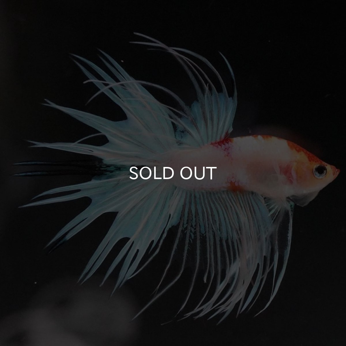 画像8: CT ホワイトファンシー (8)