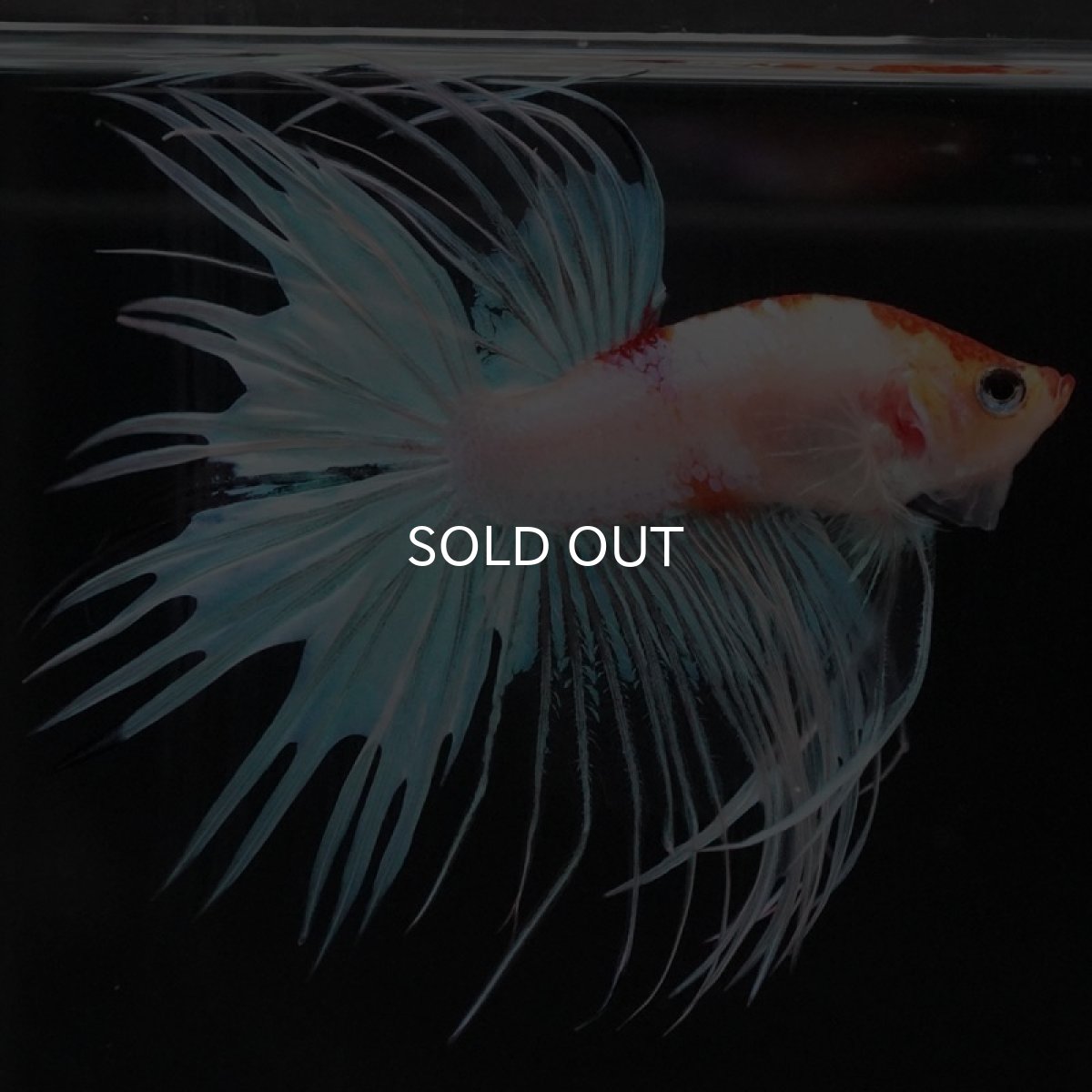 画像5: CT ホワイトファンシー (5)