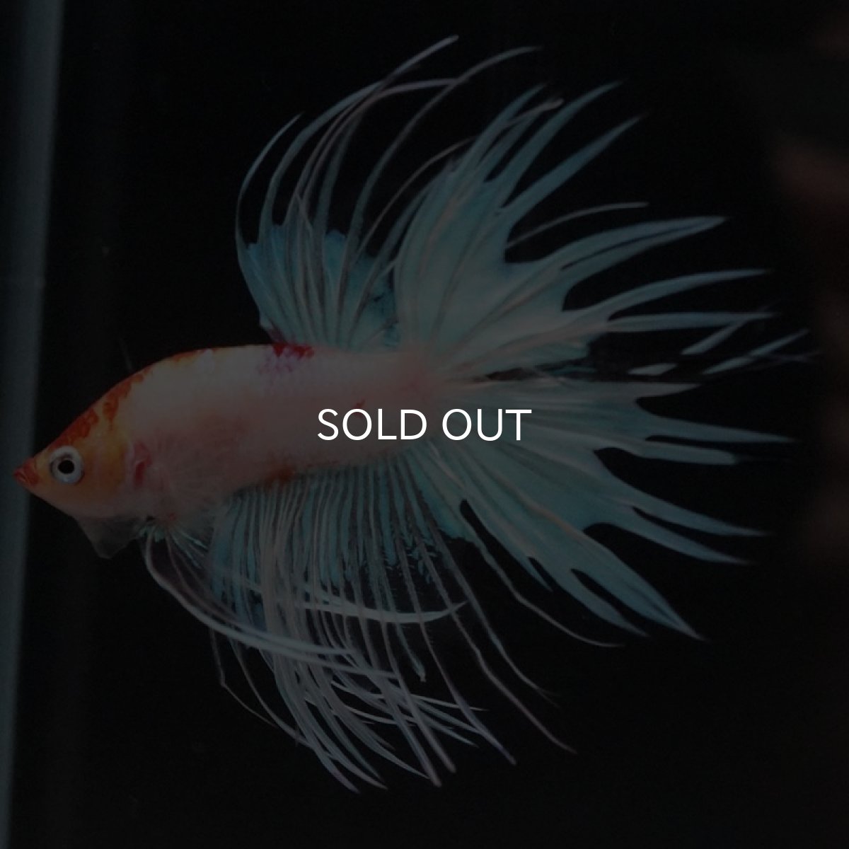 画像4: CT ホワイトファンシー (4)