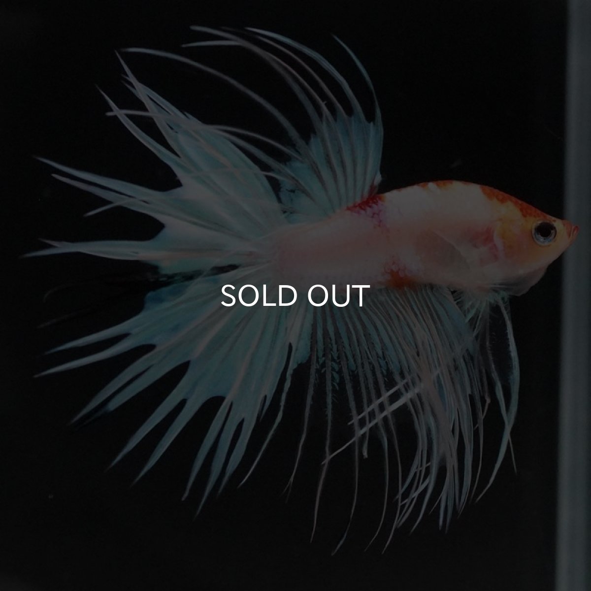 画像3: CT ホワイトファンシー (3)