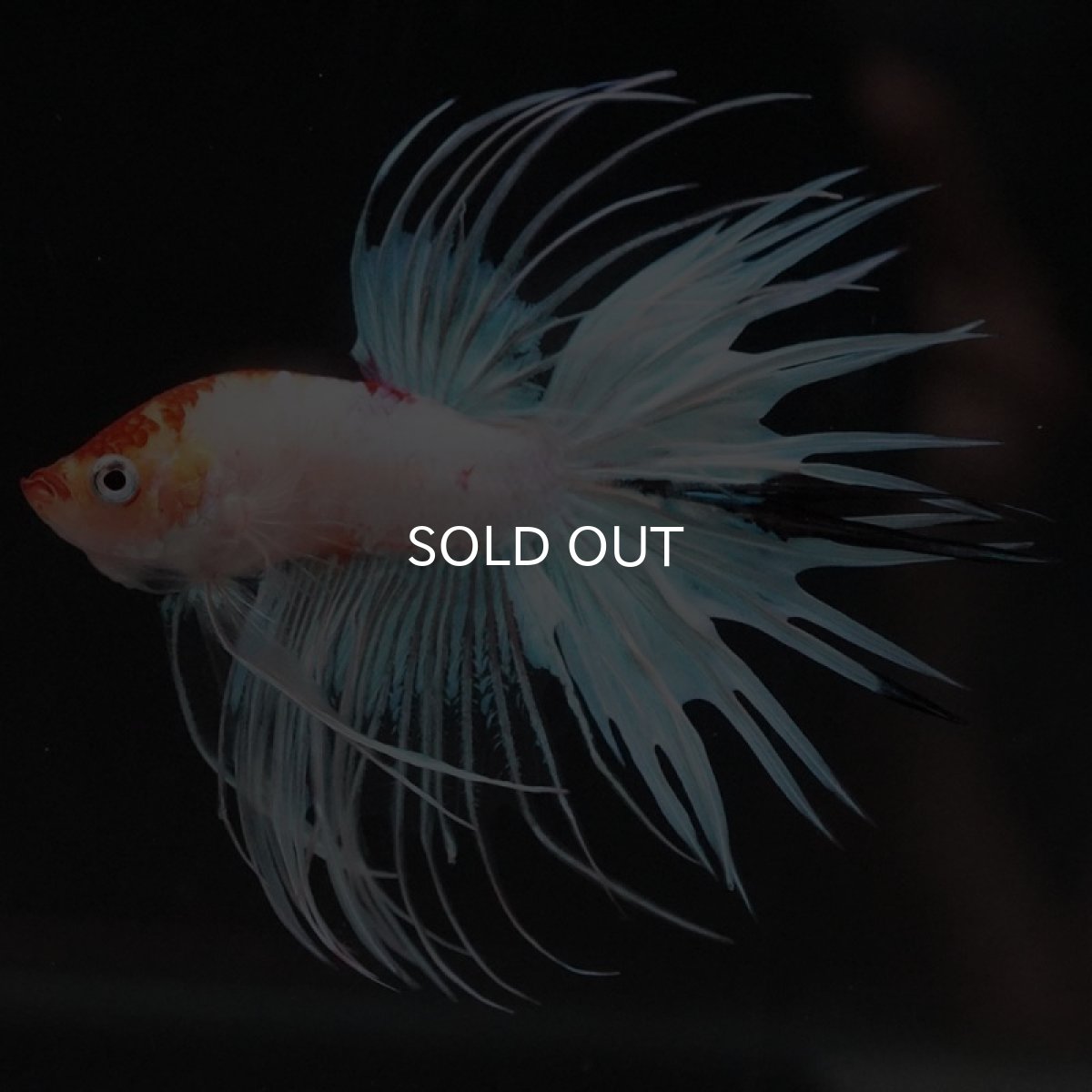 画像2: CT ホワイトファンシー (2)