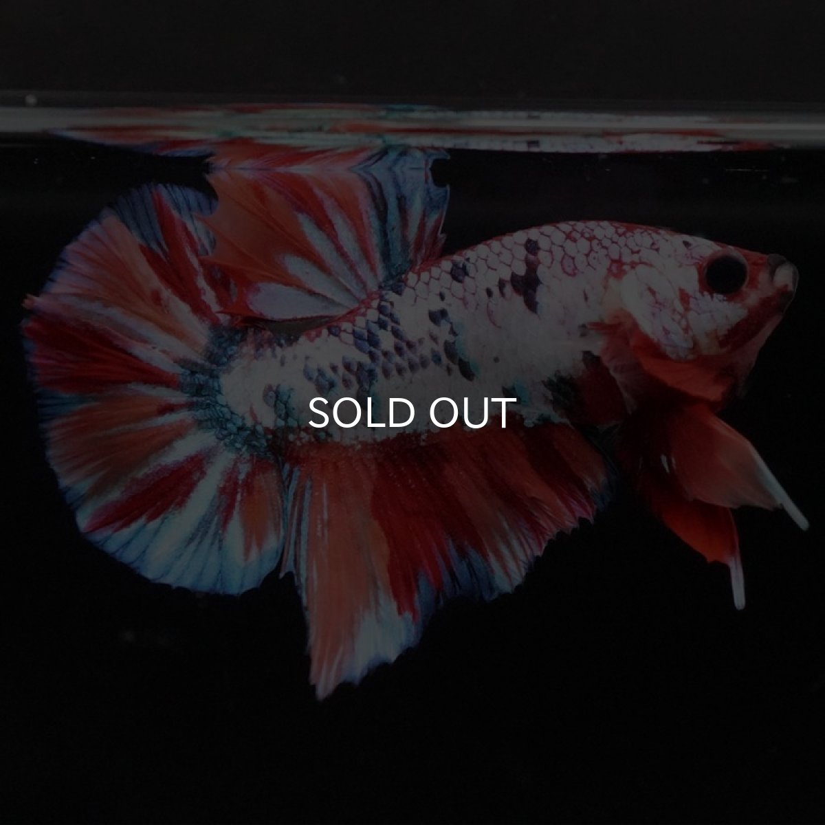 画像7: HMPK キャンディレインボー (7)