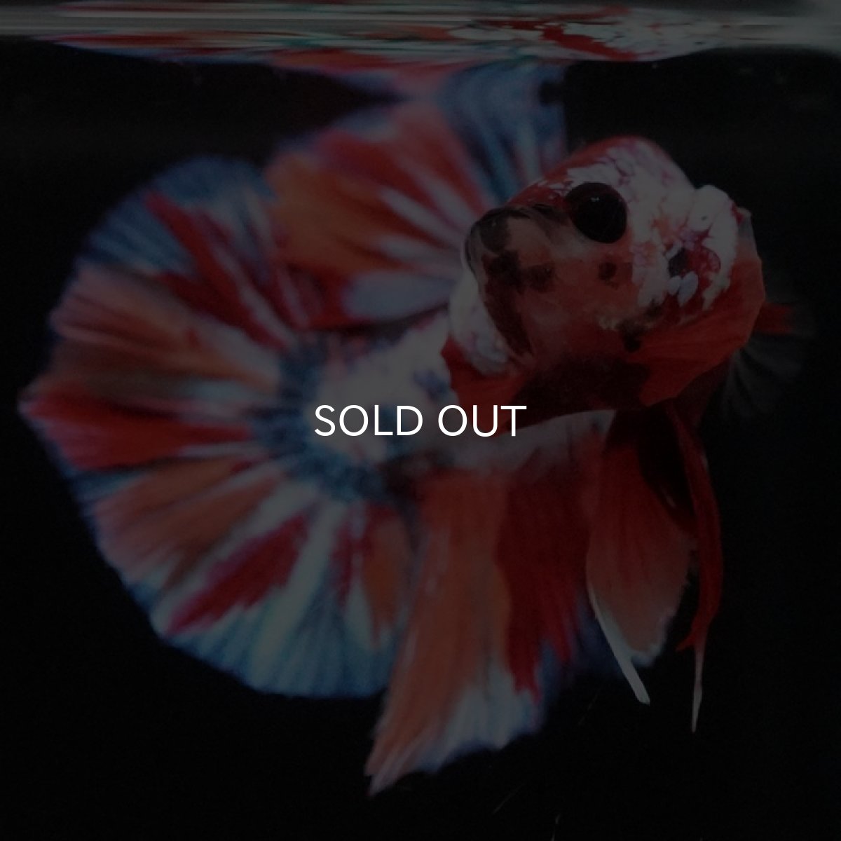 画像9: HMPK キャンディレインボー (9)