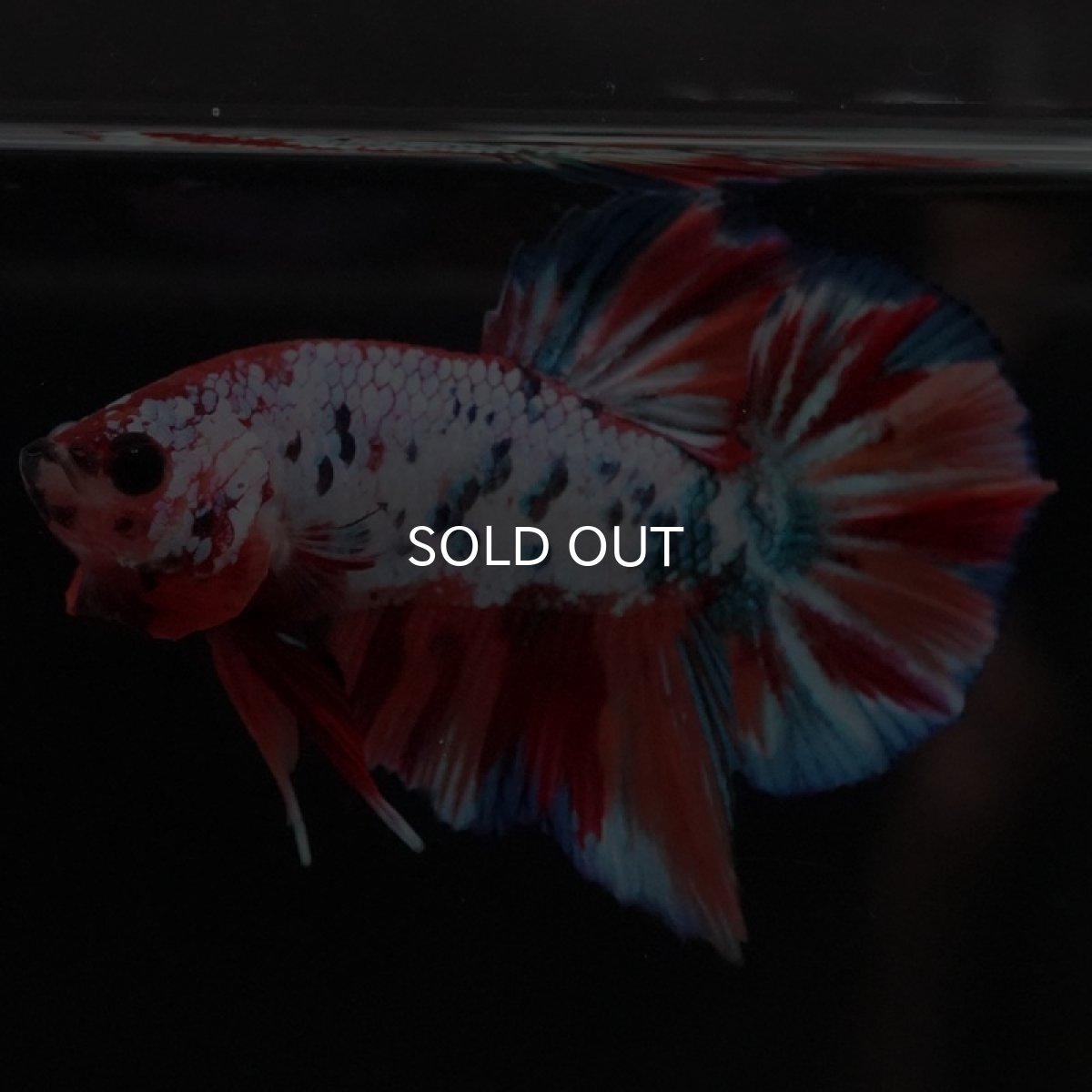 画像8: HMPK キャンディレインボー (8)