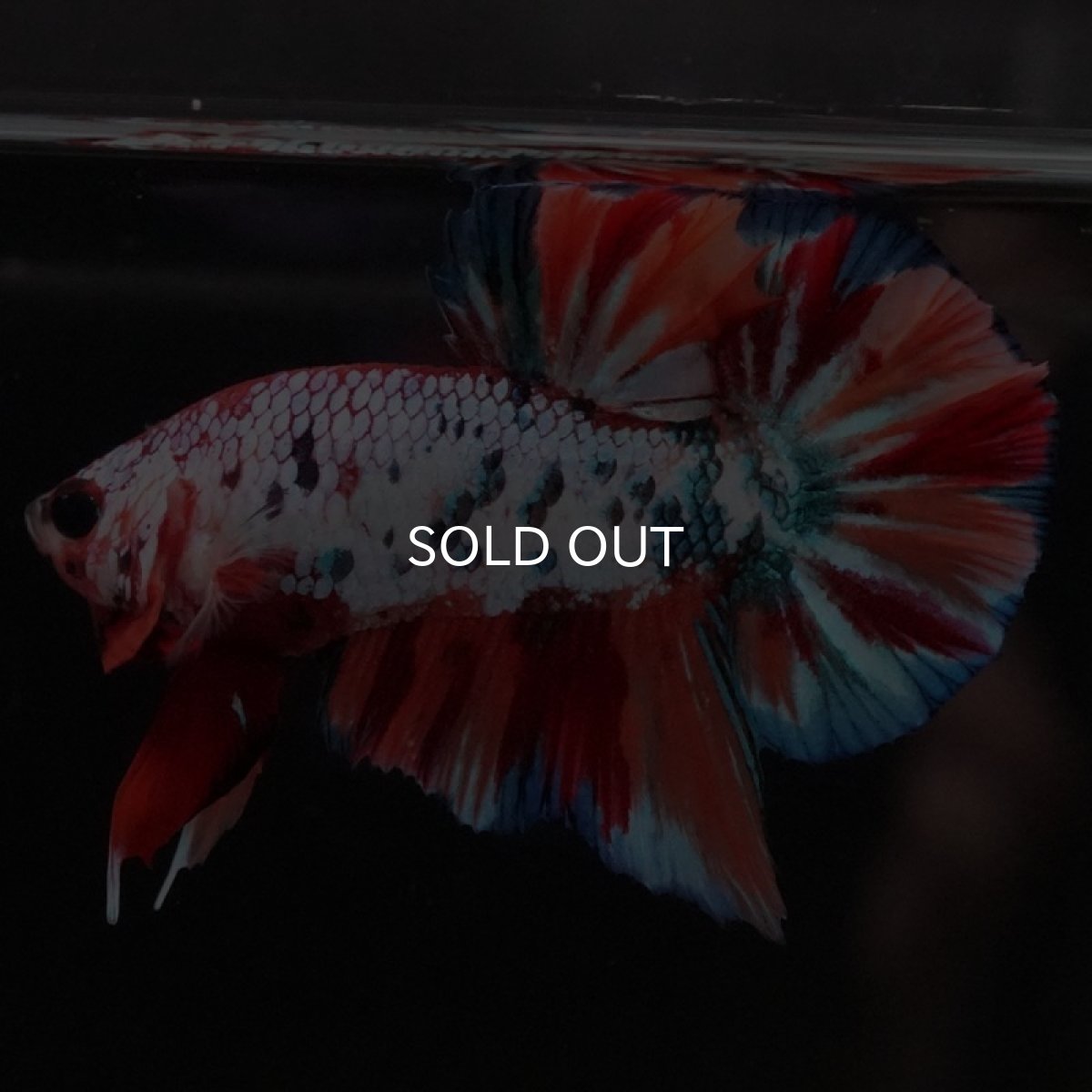 画像6: HMPK キャンディレインボー (6)