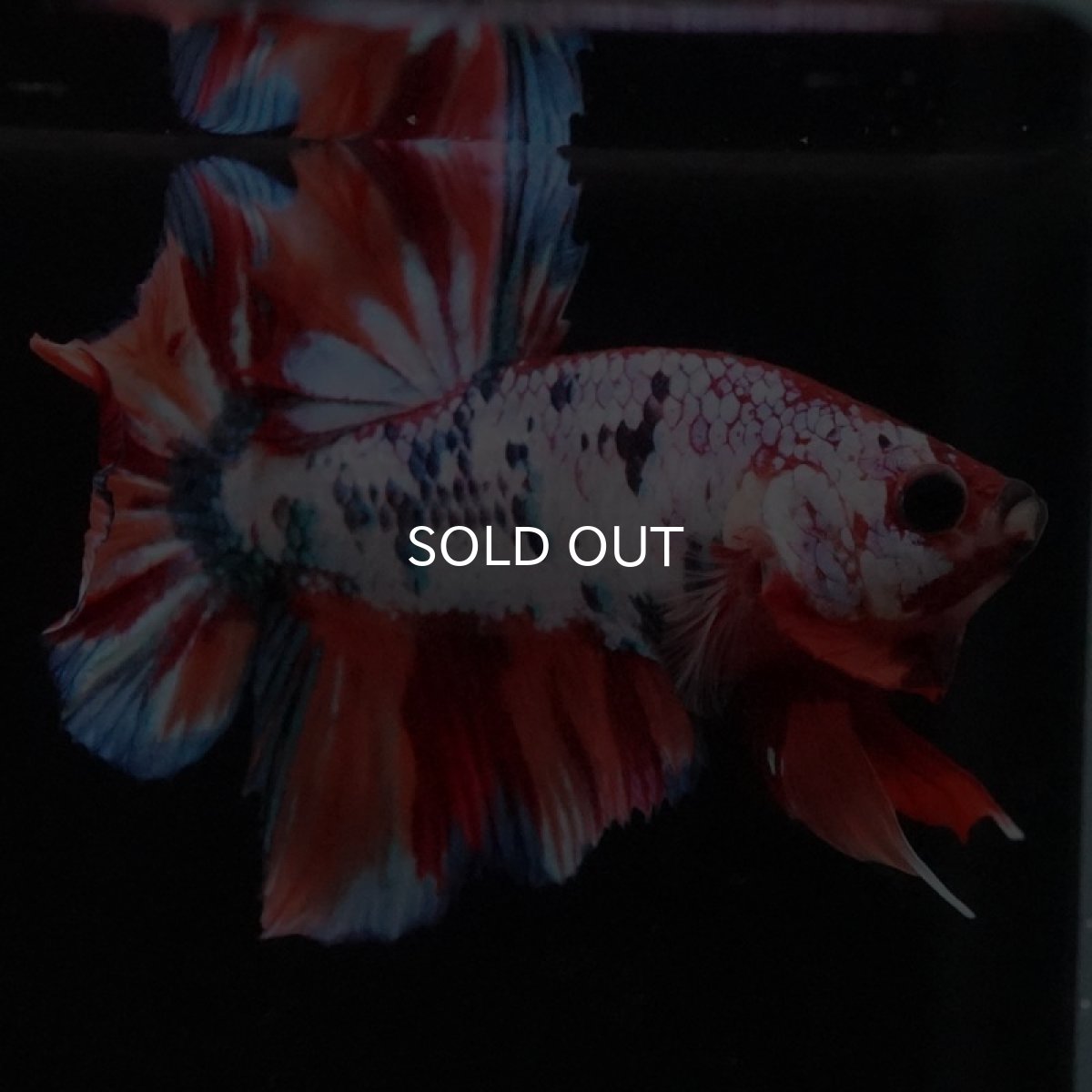 画像3: HMPK キャンディレインボー (3)