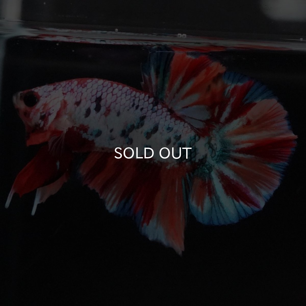 画像4: HMPK キャンディレインボー (4)