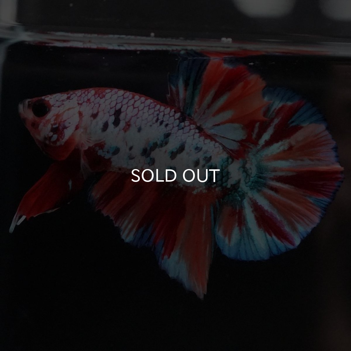 画像2: HMPK キャンディレインボー (2)