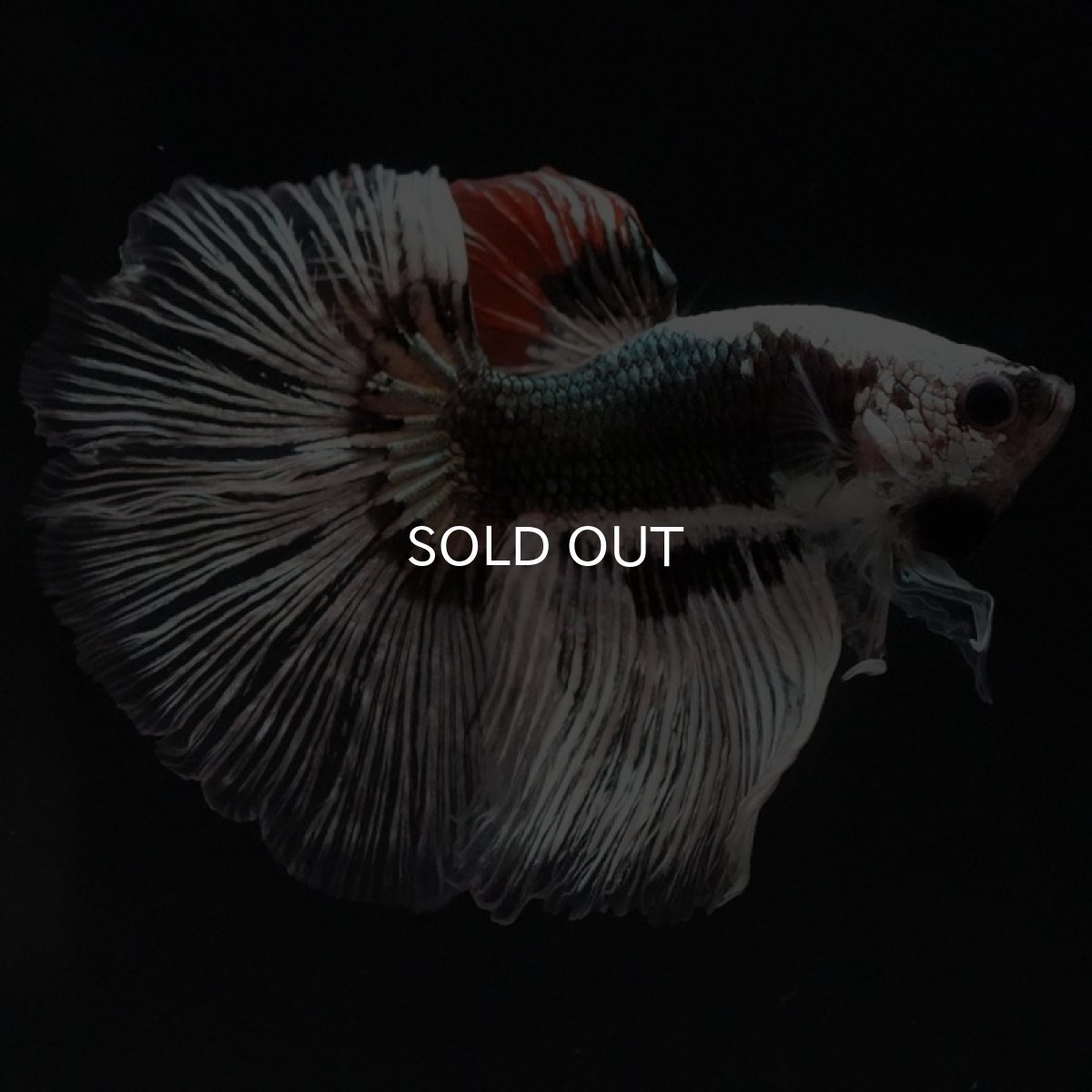 画像6: HM ファンシーカッパー (6)