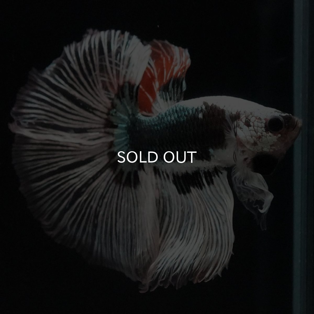 画像2: HM ファンシーカッパー (2)