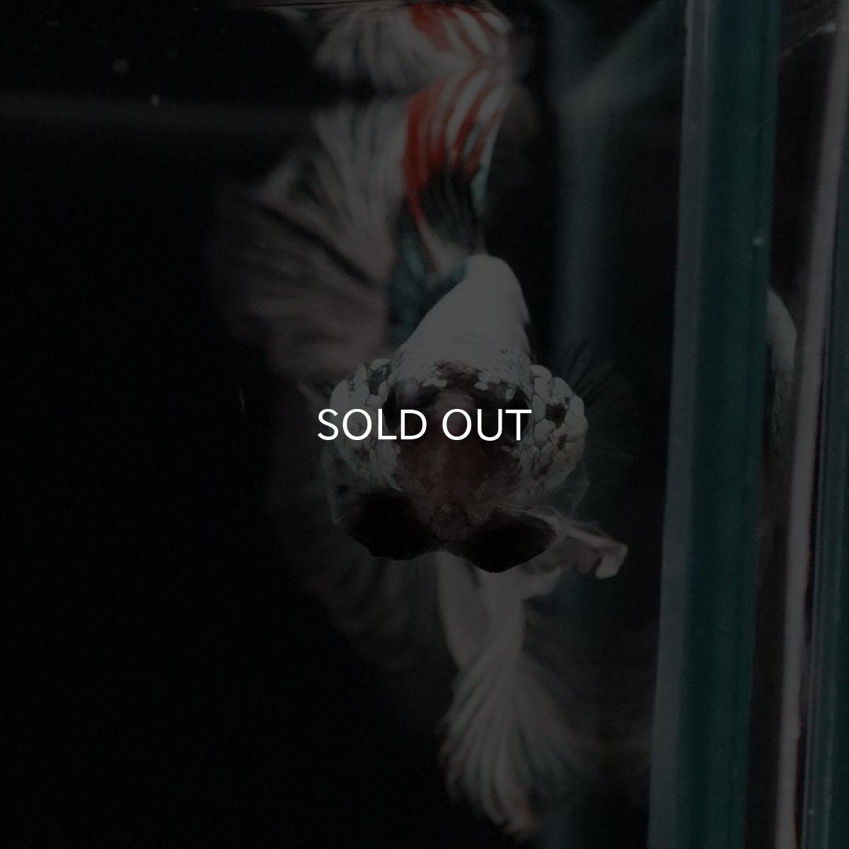 画像5: HM ファンシーカッパー (5)