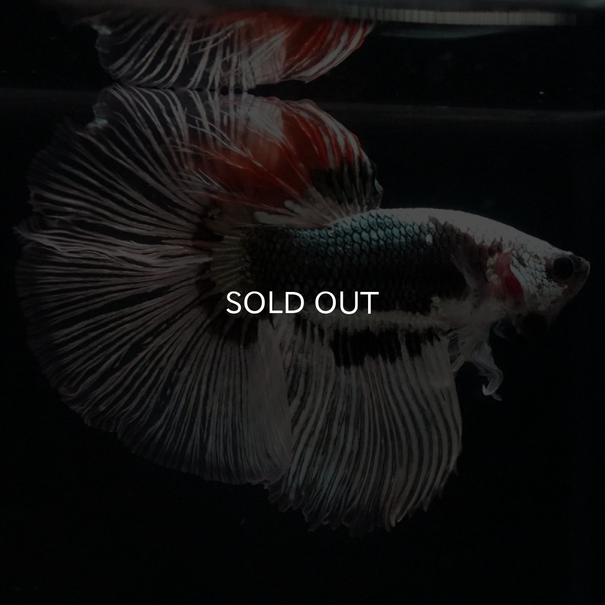 画像4: HM ファンシーカッパー (4)