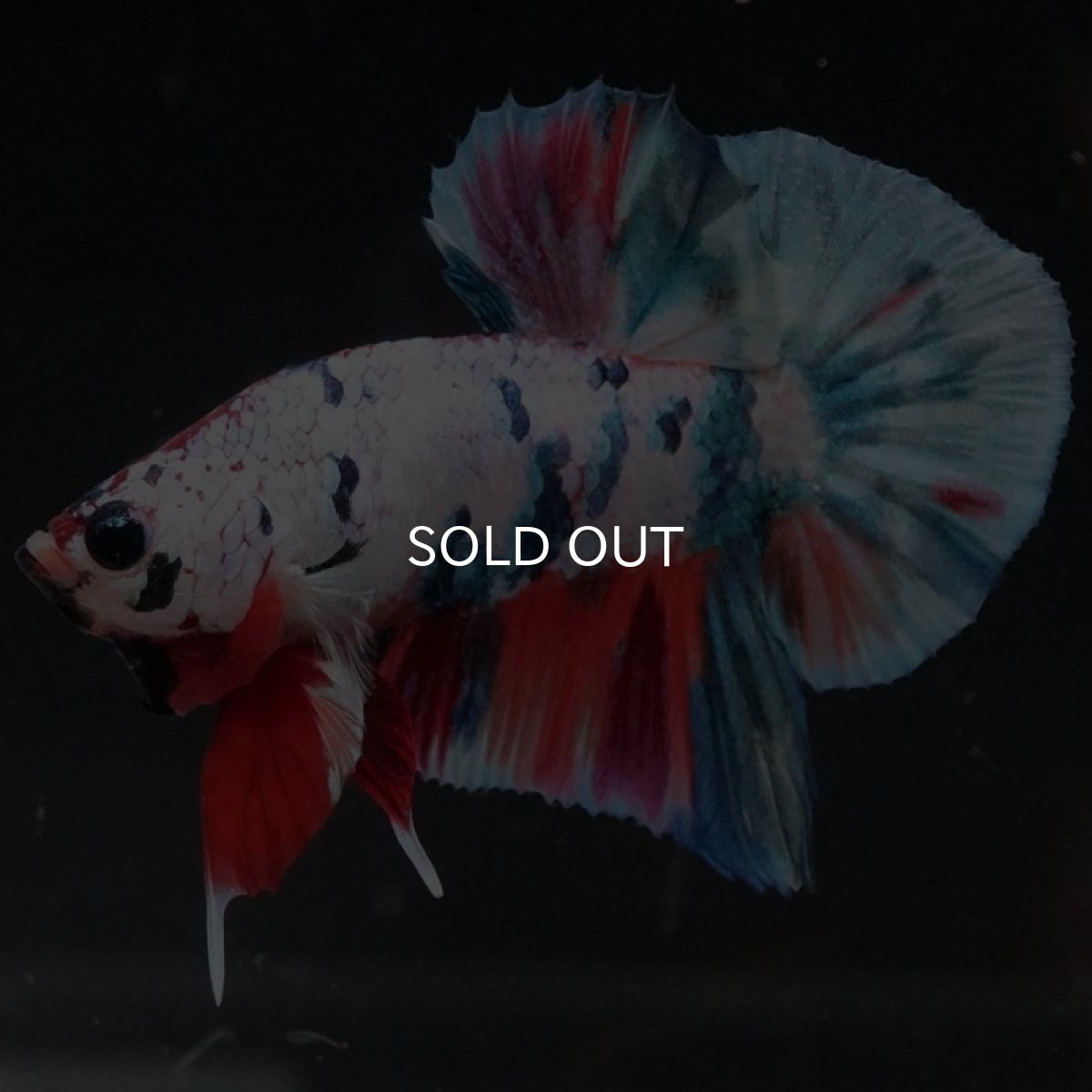 画像2: HMPK キャンディレインボー (2)