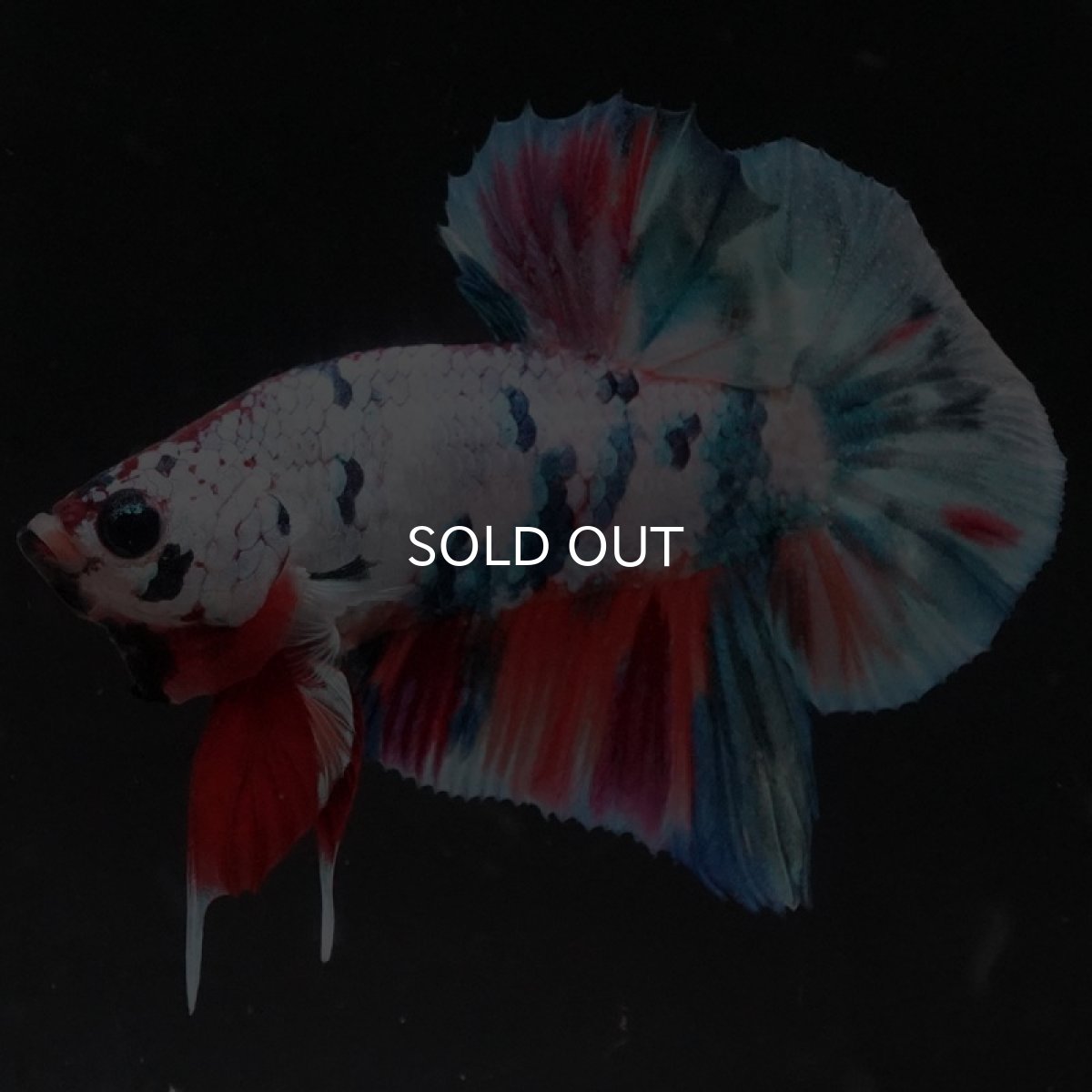 画像9: HMPK キャンディレインボー (9)