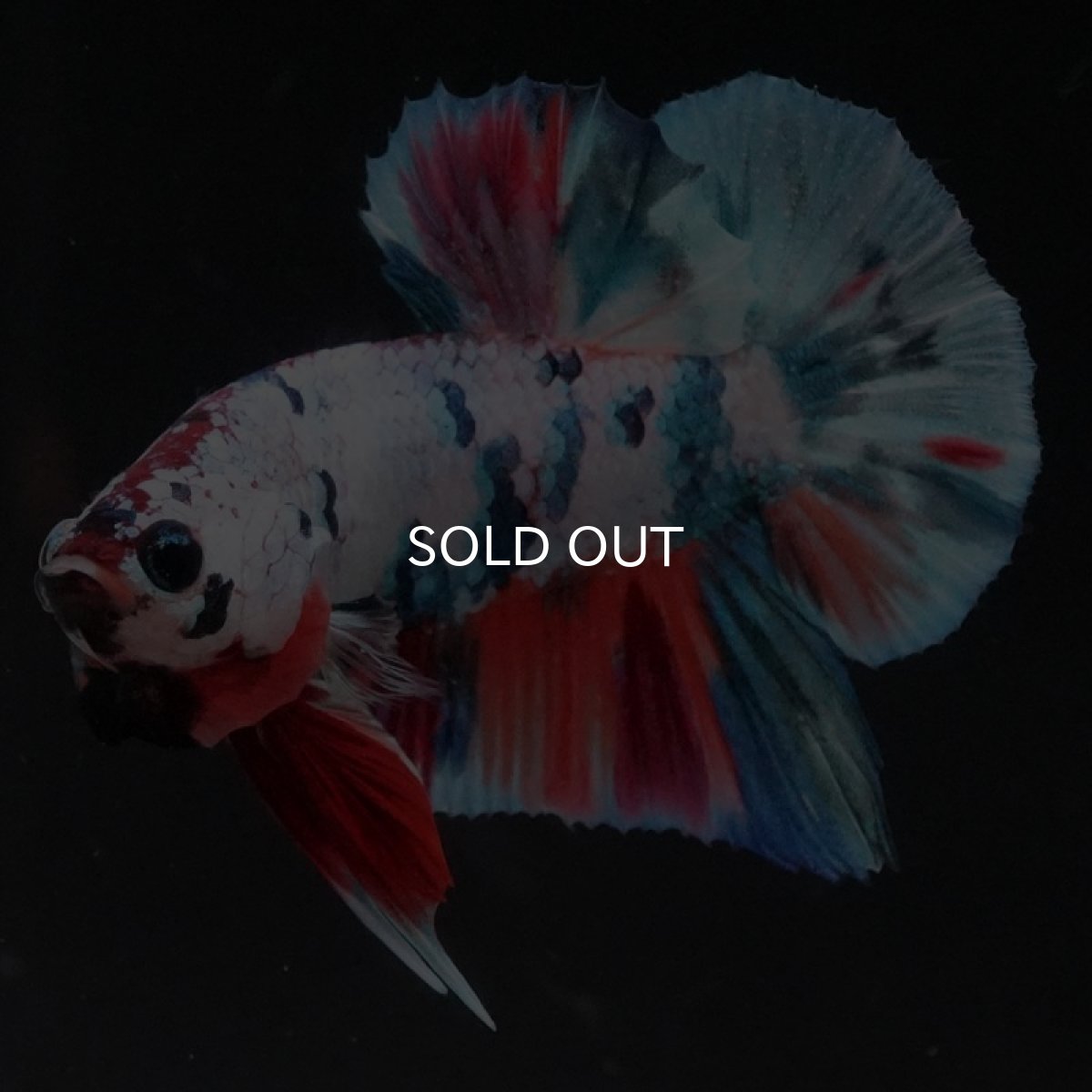 画像4: HMPK キャンディレインボー (4)