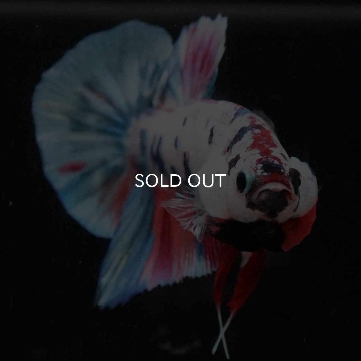 画像8: HMPK キャンディレインボー (8)