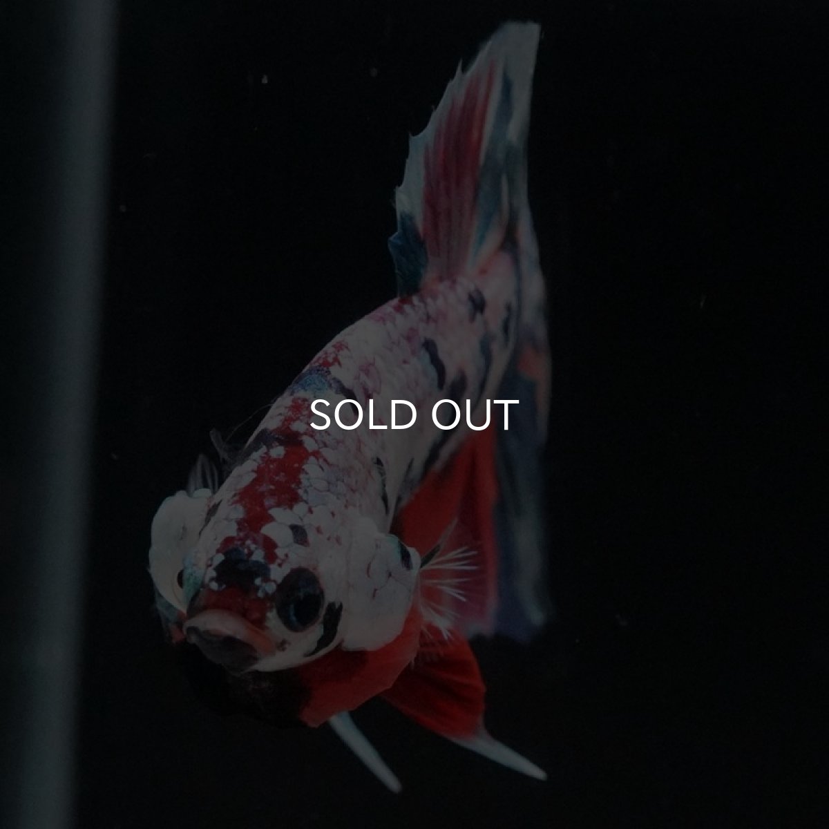 画像7: HMPK キャンディレインボー (7)