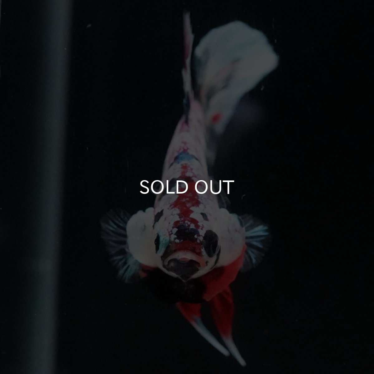 画像3: HMPK キャンディレインボー (3)