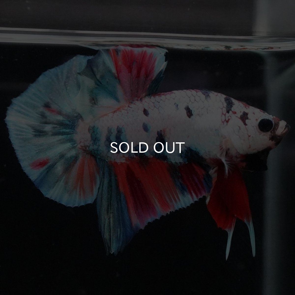 画像5: HMPK キャンディレインボー (5)